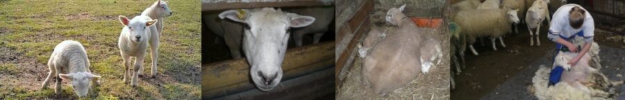 Schapenboerderij De Scheper